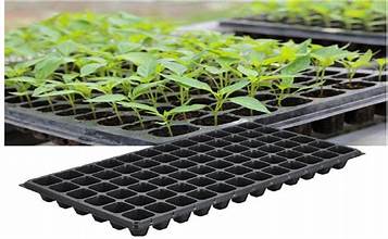 Seedling Trays